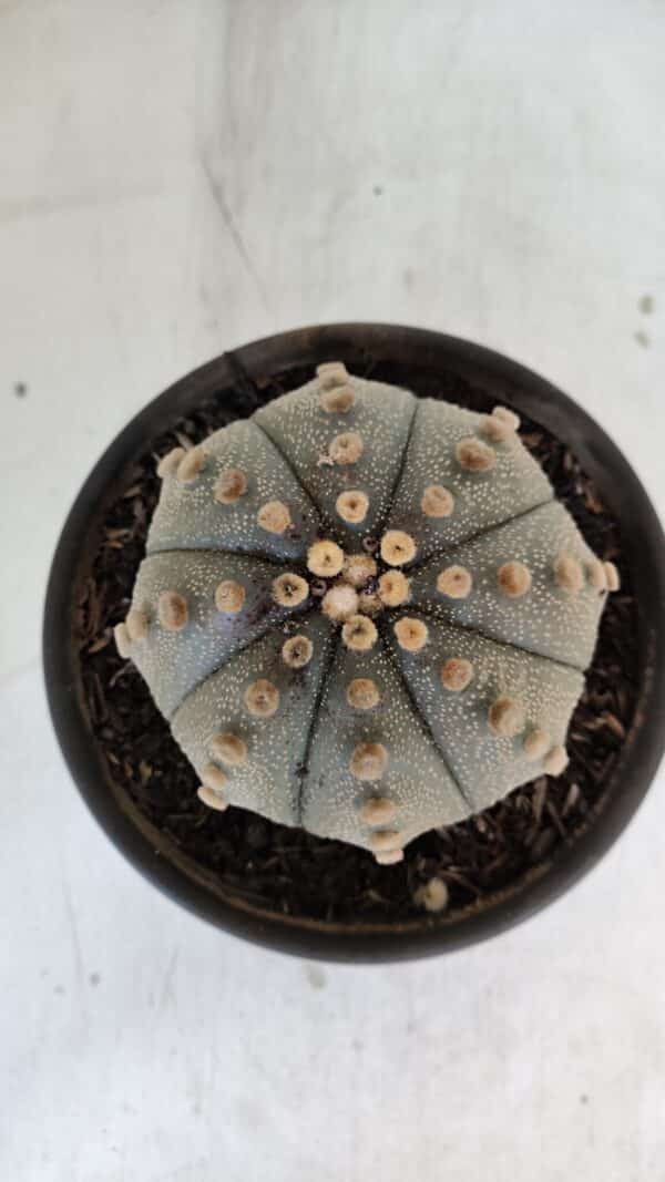 ASTROPHYTUM ASTERIAS  Nº 970 – vaso 15 - Imagem 3