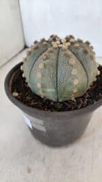 ASTROPHYTUM ASTERIAS  Nº 970 – vaso 15 - Imagem 9