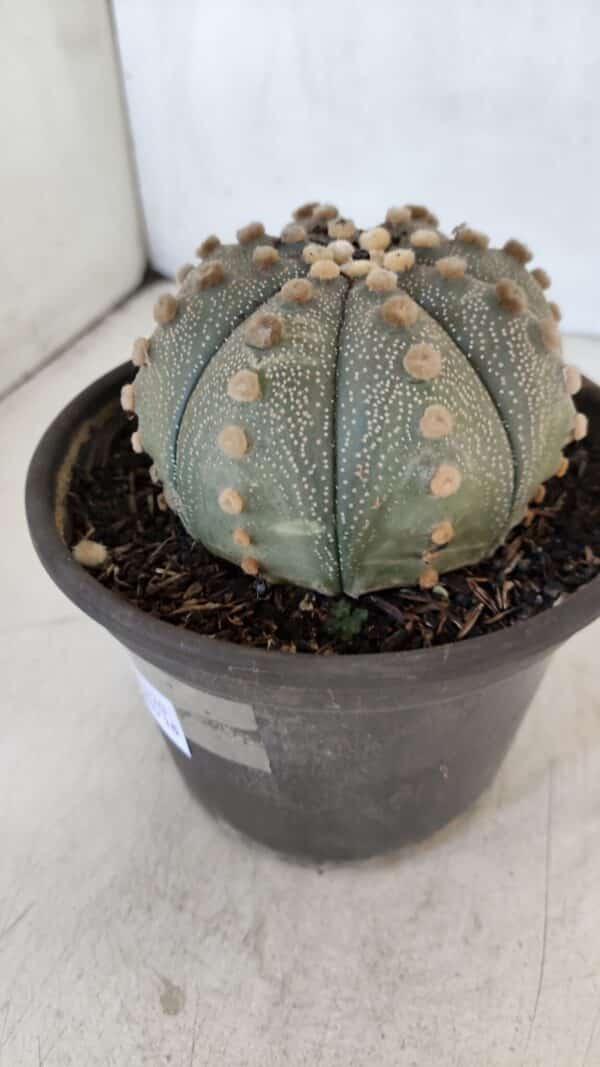 ASTROPHYTUM ASTERIAS  Nº 970 – vaso 15 - Imagem 9