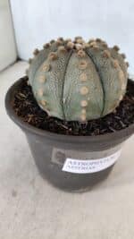 ASTROPHYTUM ASTERIAS  Nº 970 – vaso 15 - Imagem 7