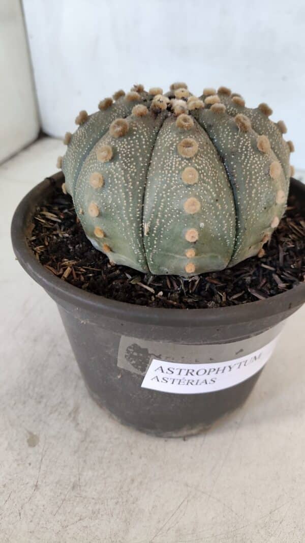 ASTROPHYTUM ASTERIAS  Nº 970 – vaso 15 - Imagem 7