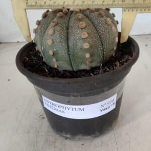 ASTROPHYTUM ASTERIAS Nº 970 – vaso 15