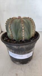 ASTROPHYTUM ASTERIAS Nº 971 – vaso 15 - Imagem 2
