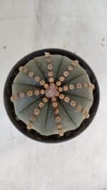 ASTROPHYTUM ASTERIAS Nº 971 – vaso 15 - Imagem 3