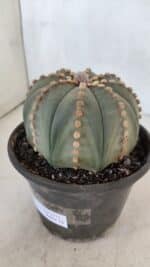 ASTROPHYTUM ASTERIAS Nº 971 – vaso 15 - Imagem 10