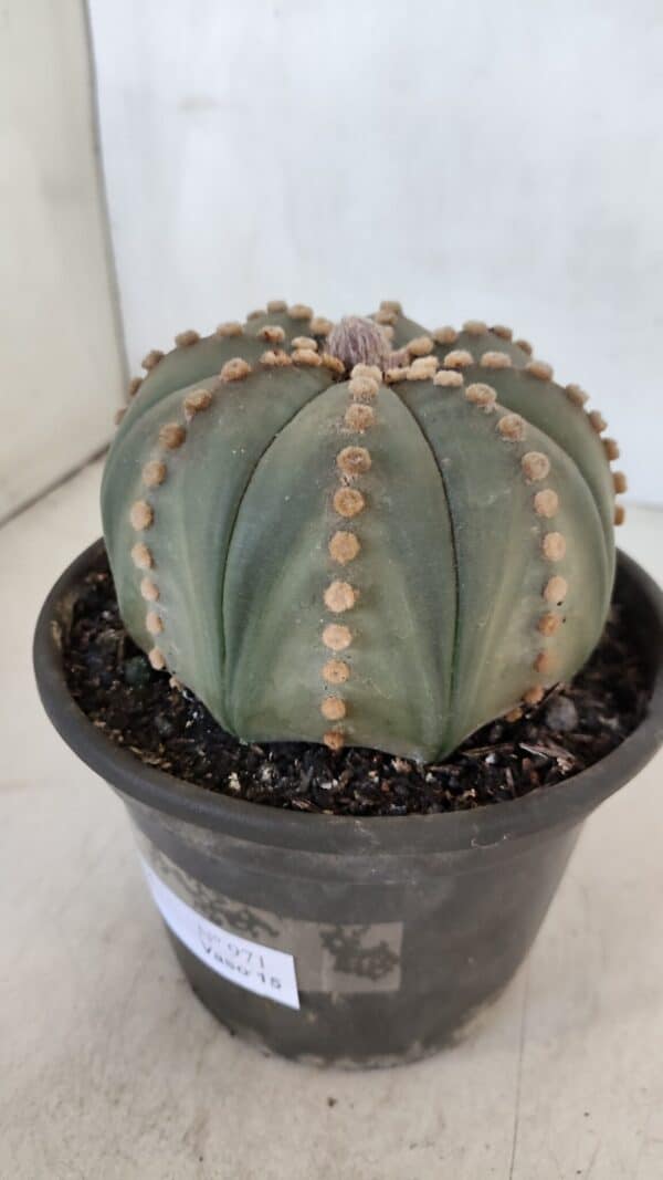 ASTROPHYTUM ASTERIAS  Nº 971 – vaso 15 - Imagem 10