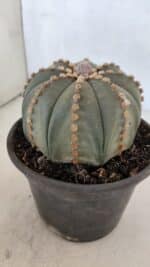 ASTROPHYTUM ASTERIAS Nº 971 – vaso 15 - Imagem 9