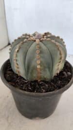 ASTROPHYTUM ASTERIAS Nº 971 – vaso 15 - Imagem 8