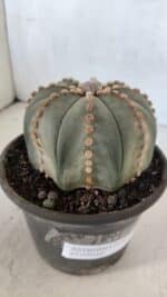 ASTROPHYTUM ASTERIAS Nº 971 – vaso 15 - Imagem 7