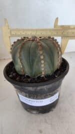 ASTROPHYTUM ASTERIAS Nº 971 – vaso 15