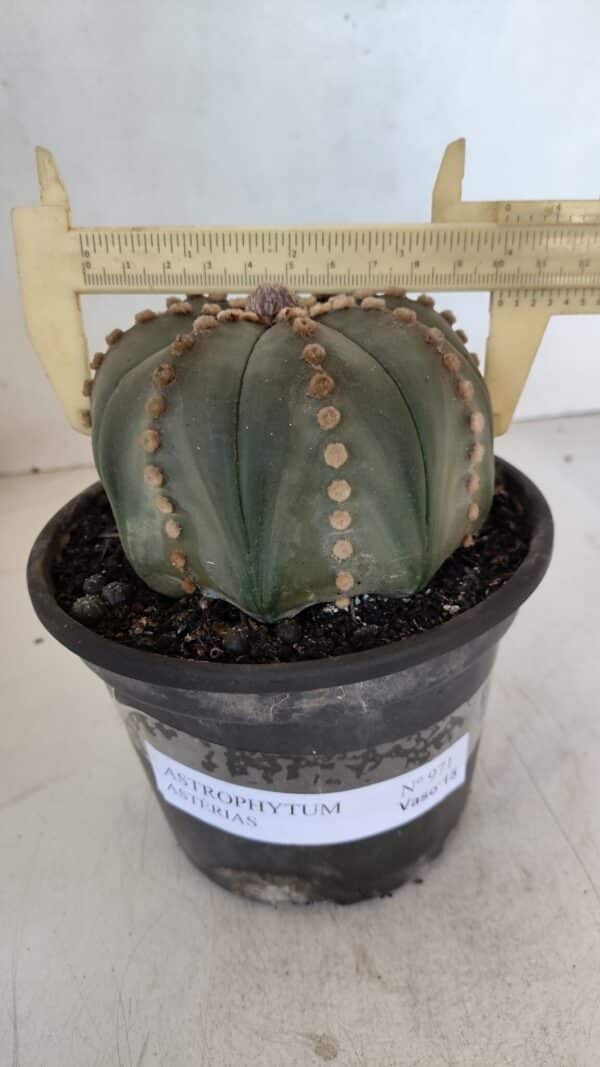 ASTROPHYTUM ASTERIAS  Nº 971 – vaso 15 - Imagem 1