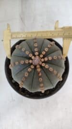 ASTROPHYTUM ASTERIAS Nº 971 – vaso 15 - Imagem 6