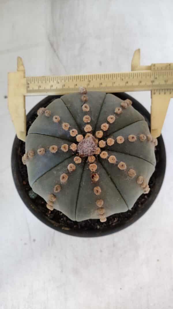 ASTROPHYTUM ASTERIAS  Nº 971 – vaso 15 - Imagem 6
