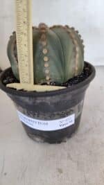 ASTROPHYTUM ASTERIAS Nº 971 – vaso 15 - Imagem 5