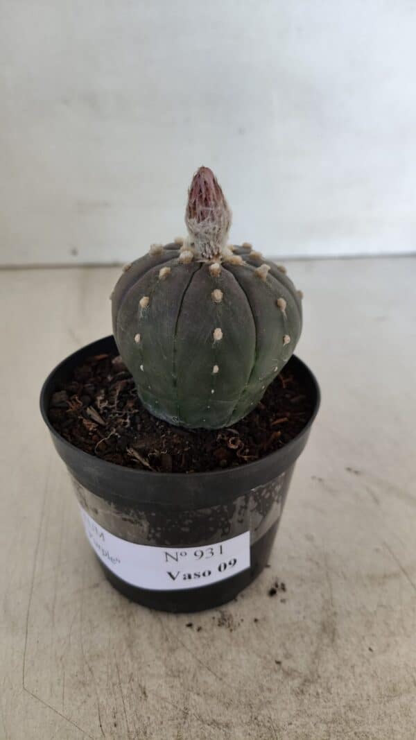 ASTROPHYTUM ASTERIAS “Purple”  Nº 931 – vaso 09 - Imagem 7
