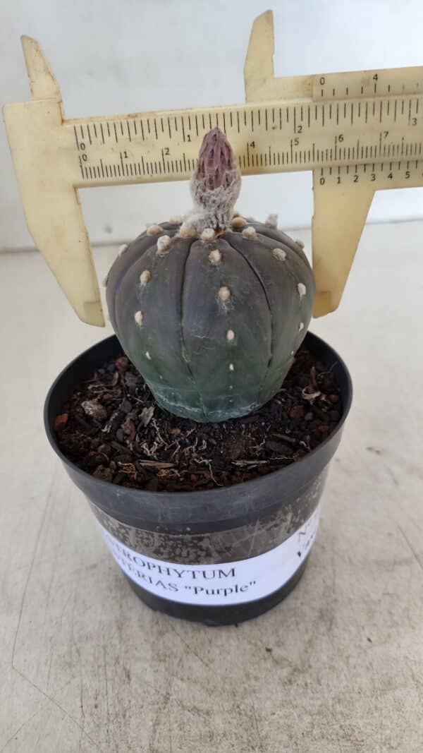 ASTROPHYTUM ASTERIAS “Purple”  Nº 931 – vaso 09 - Imagem 1