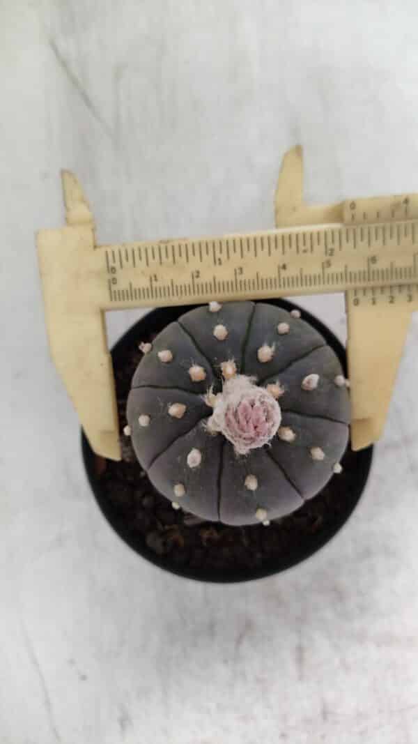 ASTROPHYTUM ASTERIAS “Purple”  Nº 931 – vaso 09 - Imagem 6