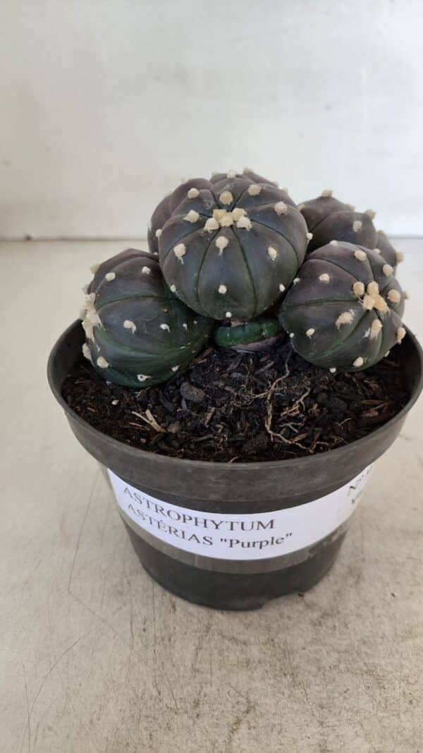 ASTROPHYTUM ASTERIAS “Purple” COLÔNIA  Nº 932 – vaso 11 - Imagem 2