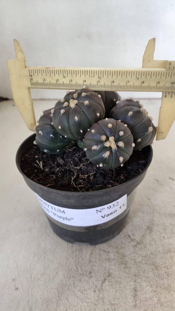 ASTROPHYTUM ASTERIAS “Purple” COLÔNIA  Nº 932 – vaso 11 - Imagem 1