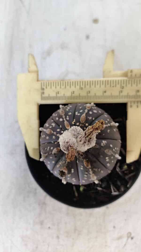ASTROPHYTUM ASTERIAS “Purple”  Nº 958 – vaso 09 - Imagem 5