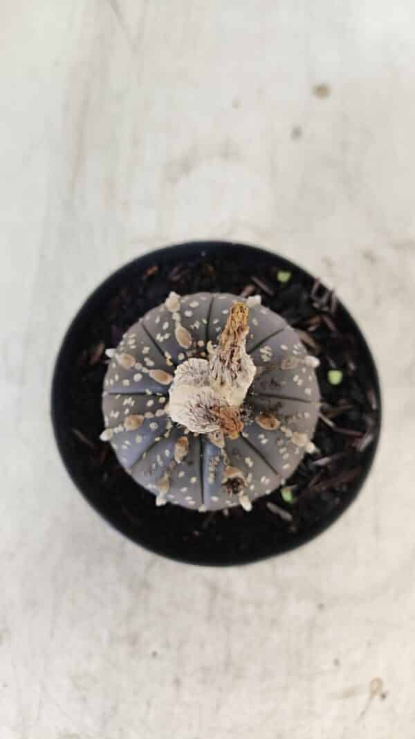 ASTROPHYTUM ASTERIAS “Purple”  Nº 958 – vaso 09 - Imagem 3