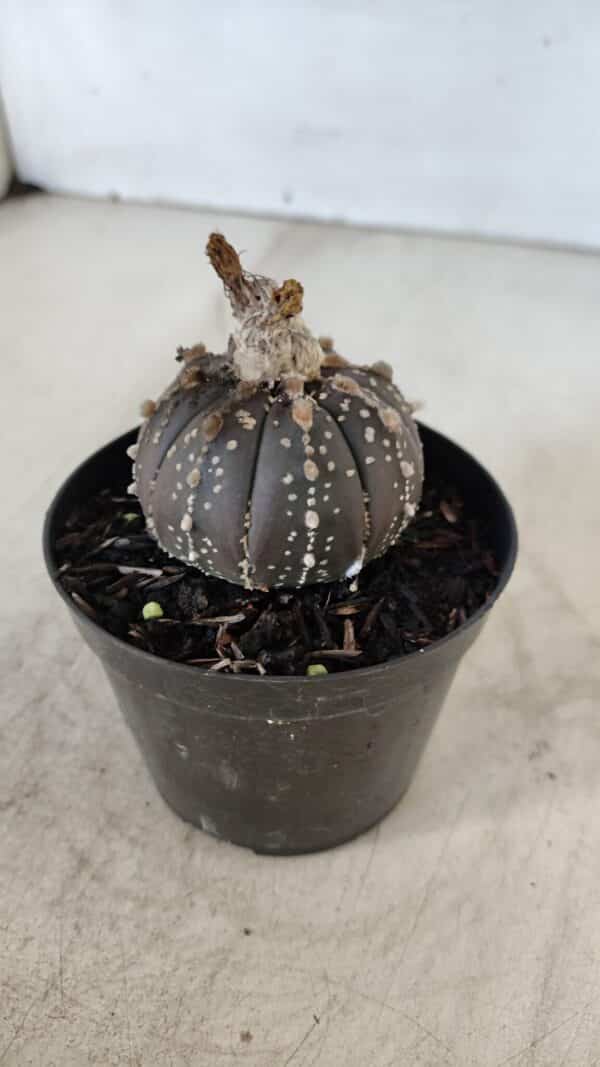 ASTROPHYTUM ASTERIAS “Purple”  Nº 958 – vaso 09 - Imagem 8