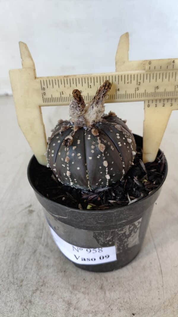 ASTROPHYTUM ASTERIAS “Purple”  Nº 958 – vaso 09 - Imagem 1