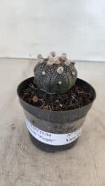 ASTROPHYTUM ASTERIAS “Purple”  Nº 959 – vaso 09 - Imagem 2
