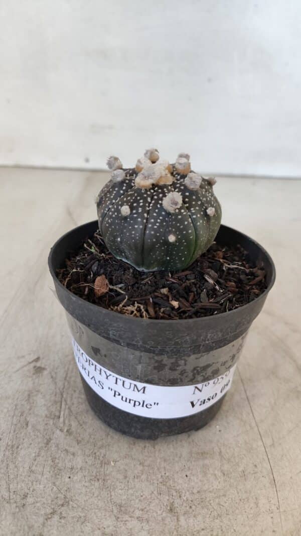 ASTROPHYTUM ASTERIAS “Purple”  Nº 959 – vaso 09 - Imagem 2