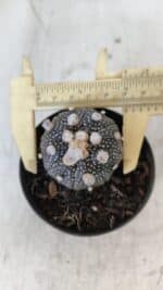 ASTROPHYTUM ASTERIAS “Purple”  Nº 959 – vaso 09 - Imagem 5