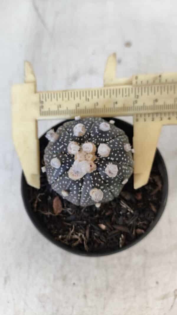 ASTROPHYTUM ASTERIAS “Purple”  Nº 959 – vaso 09 - Imagem 5