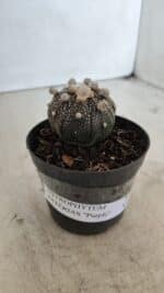 ASTROPHYTUM ASTERIAS “Purple”  Nº 959 – vaso 09 - Imagem 10