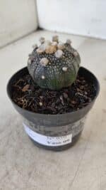 ASTROPHYTUM ASTERIAS “Purple”  Nº 959 – vaso 09 - Imagem 9