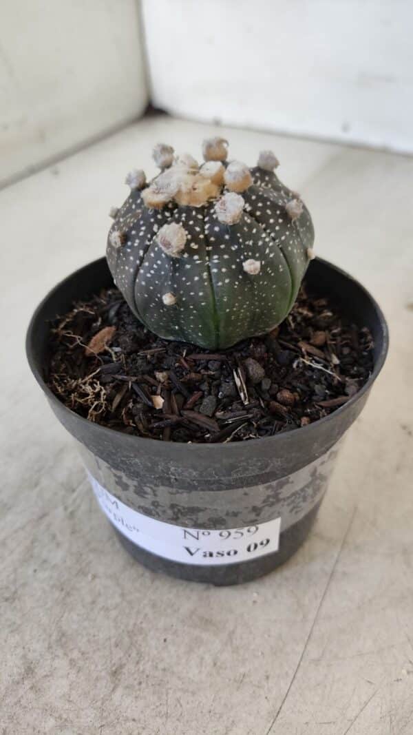 ASTROPHYTUM ASTERIAS “Purple”  Nº 959 – vaso 09 - Imagem 9