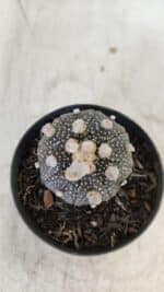 ASTROPHYTUM ASTERIAS “Purple”  Nº 959 – vaso 09 - Imagem 3