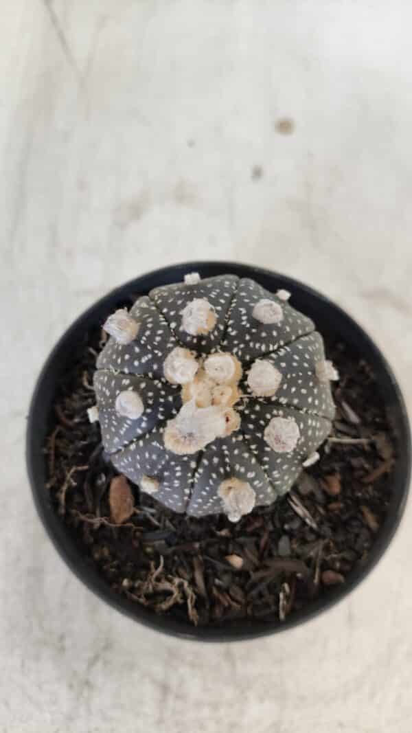 ASTROPHYTUM ASTERIAS “Purple”  Nº 959 – vaso 09 - Imagem 3