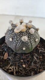 ASTROPHYTUM ASTERIAS “Purple”  Nº 959 – vaso 09 - Imagem 8