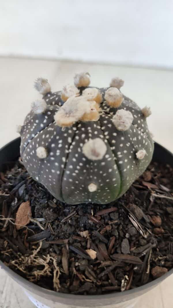 ASTROPHYTUM ASTERIAS “Purple”  Nº 959 – vaso 09 - Imagem 8