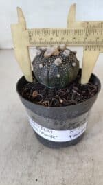ASTROPHYTUM ASTERIAS “Purple”  Nº 959 – vaso 09