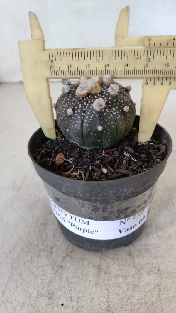ASTROPHYTUM ASTERIAS “Purple”  Nº 959 – vaso 09 - Imagem 1