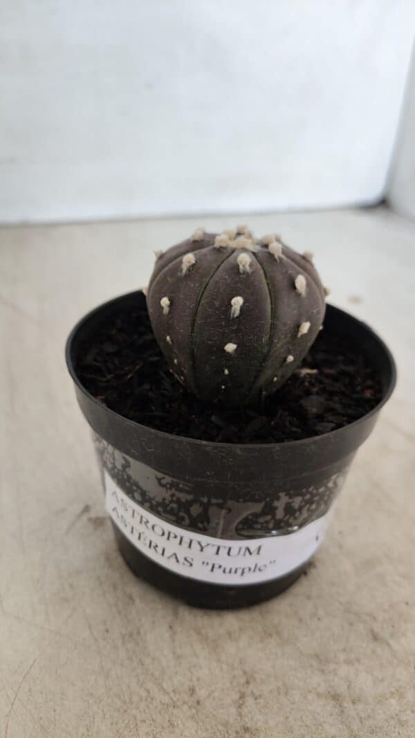 ASTROPHYTUM ASTERIAS “Purple”  Nº 960 – vaso 09 - Imagem 10
