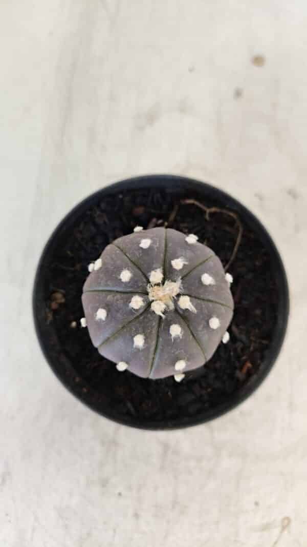ASTROPHYTUM ASTERIAS “Purple”  Nº 960 – vaso 09 - Imagem 3