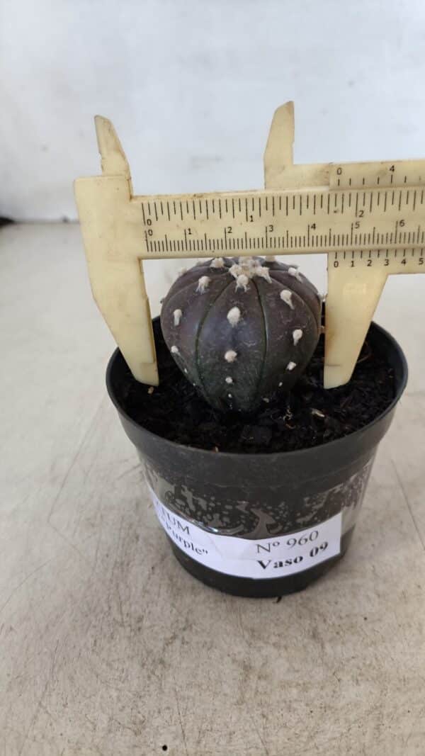 ASTROPHYTUM ASTERIAS “Purple”  Nº 960 – vaso 09 - Imagem 1