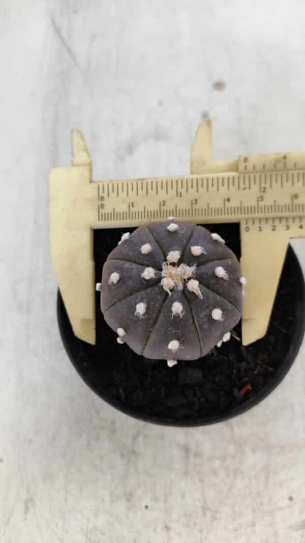 ASTROPHYTUM ASTERIAS “Purple”  Nº 960 – vaso 09 - Imagem 4