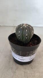 ASTROPHYTUM ASTERIAS “Purple”  Nº 961 – vaso 09 - Imagem 2