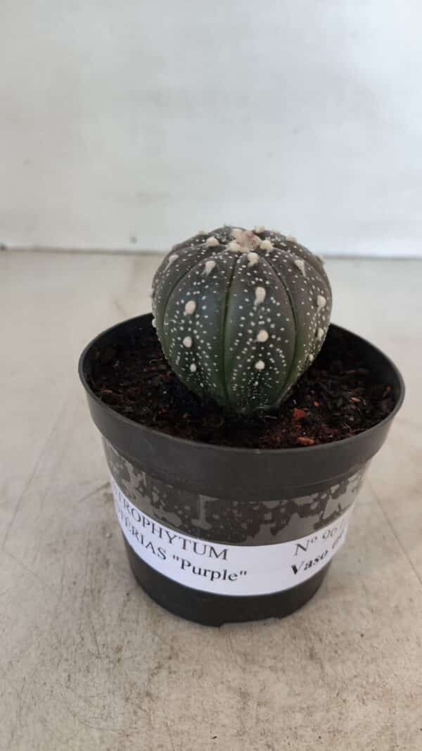 ASTROPHYTUM ASTERIAS “Purple”  Nº 961 – vaso 09 - Imagem 2