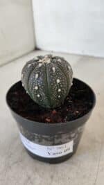 ASTROPHYTUM ASTERIAS “Purple”  Nº 961 – vaso 09 - Imagem 8