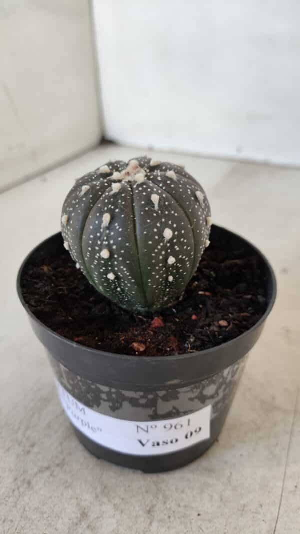 ASTROPHYTUM ASTERIAS “Purple”  Nº 961 – vaso 09 - Imagem 8