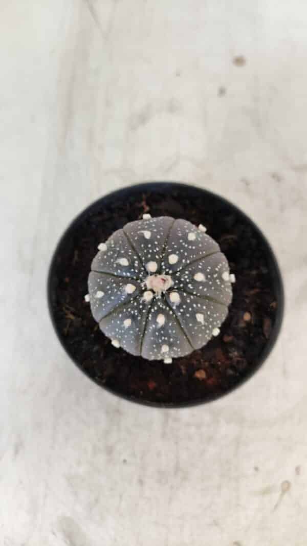 ASTROPHYTUM ASTERIAS “Purple”  Nº 961 – vaso 09 - Imagem 3