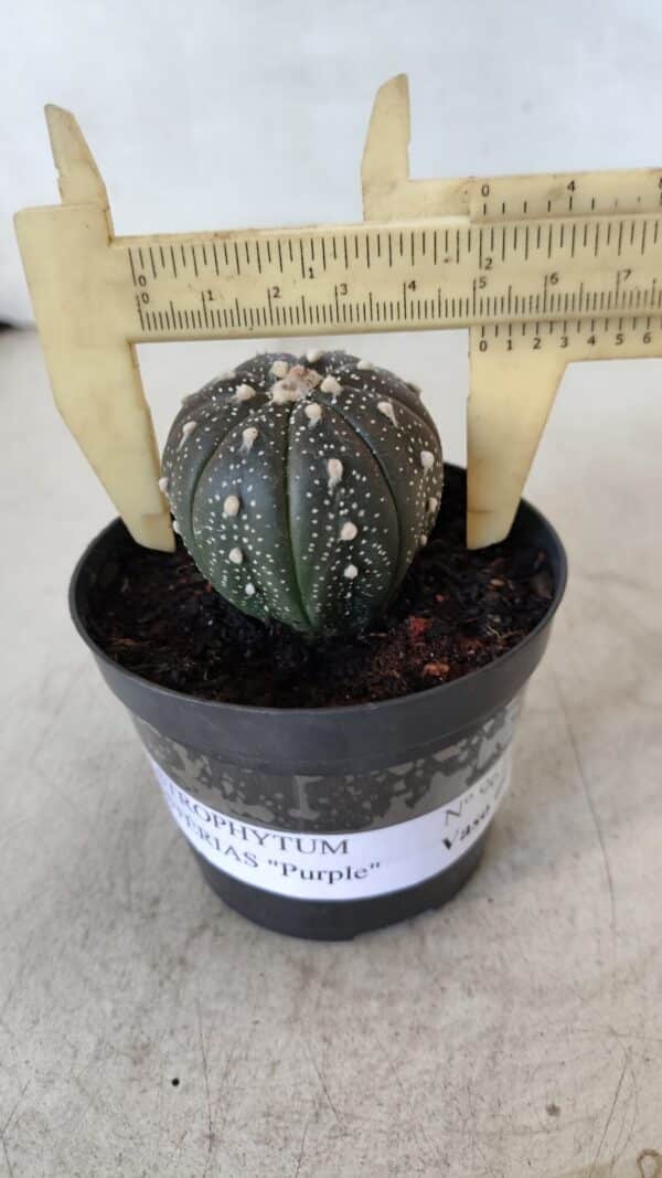 ASTROPHYTUM ASTERIAS “Purple”  Nº 961 – vaso 09 - Imagem 1